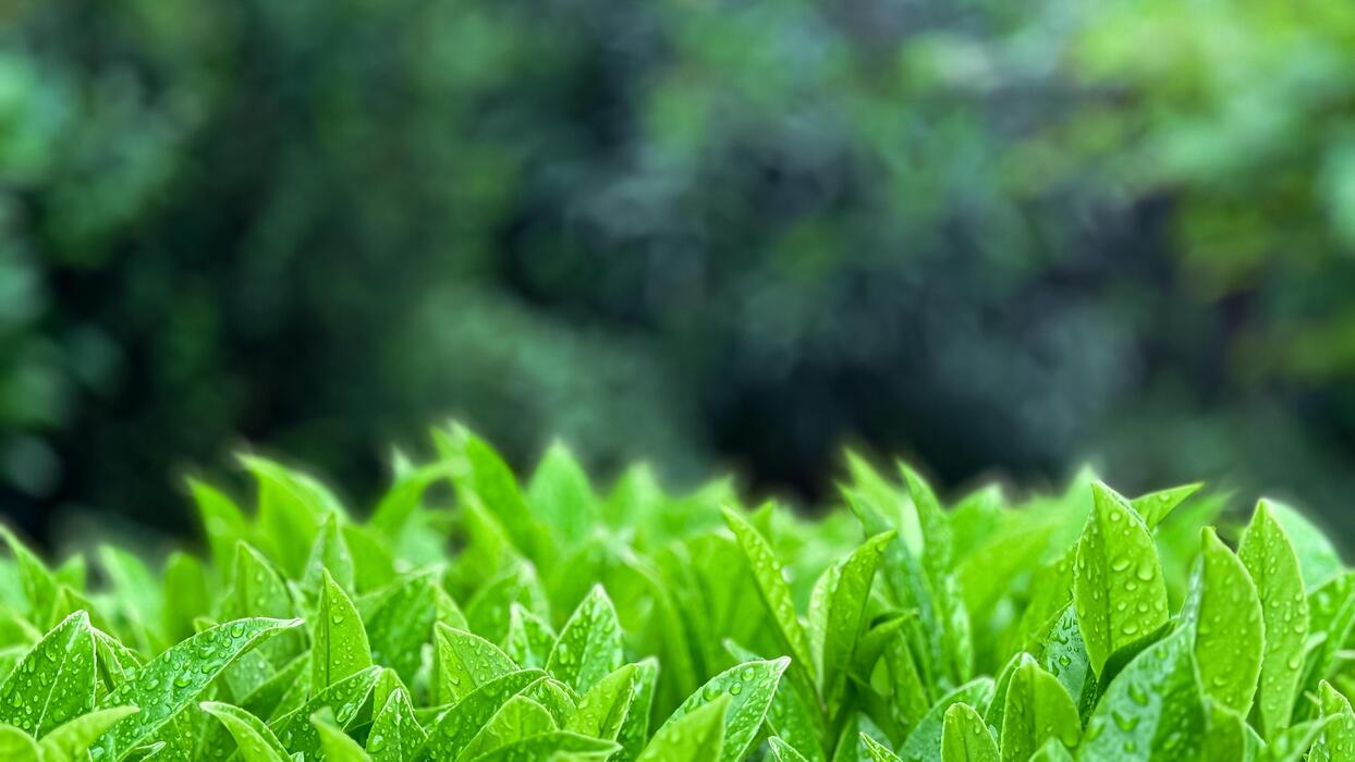 Fresh Himalayan Tea Leaves with Dewdrops