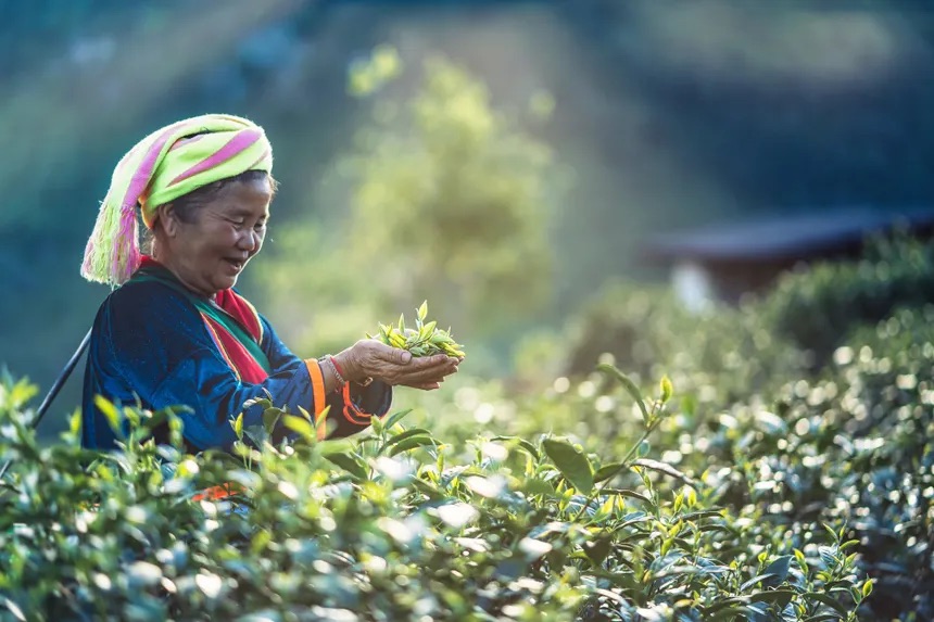 Himalayan Tea Plucker in Nepal